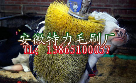 內(nèi)蒙古奶牛清洗毛刷輥定做,清洗刷輥